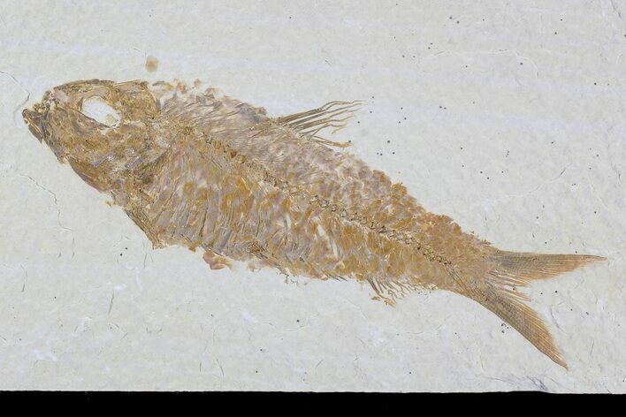 Knightia Fossil Fish - Wyoming #79889